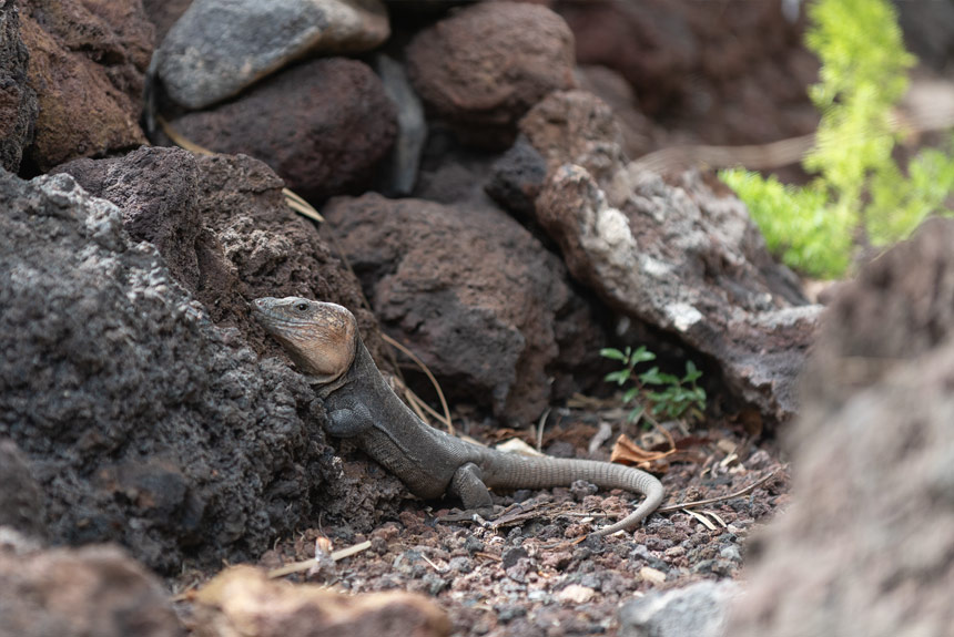 BEOBACHTEN SIE DIE TIERE UND VÖGEL VON GUAYEDRA