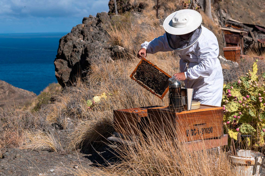 BIENEN