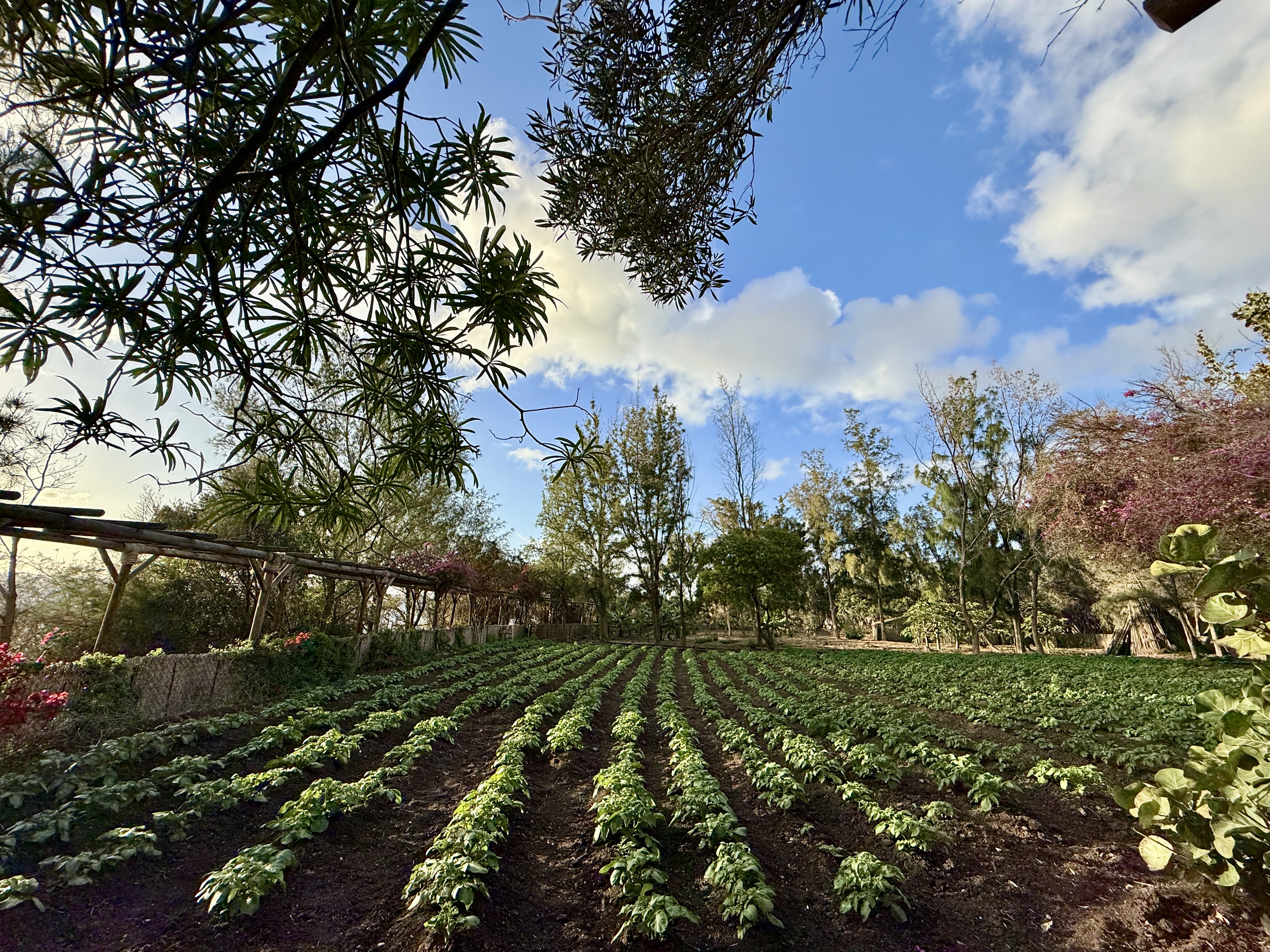 Un valle más verde en Guayedra